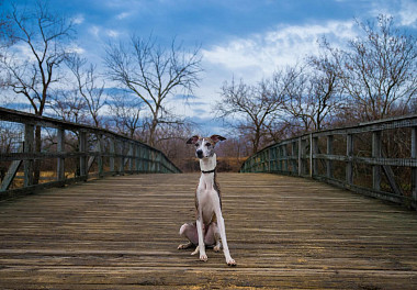 Whippet