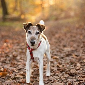 Foxterrier