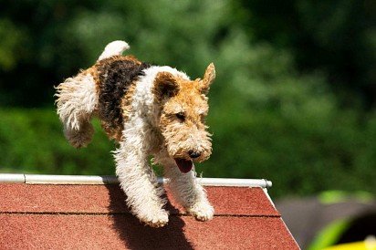 Foxterrier training