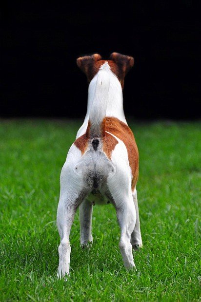 Foxterrier from behind