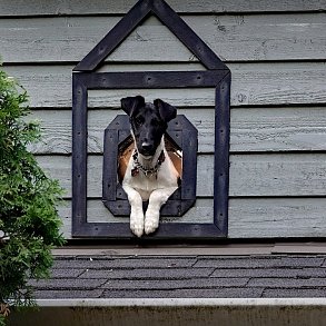 Foxterrier