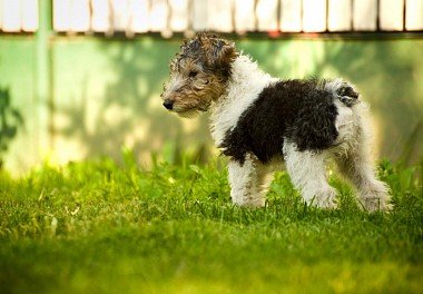 Foxterrier