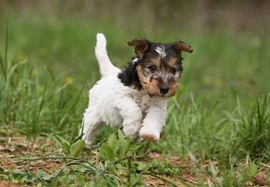 Foxterrier