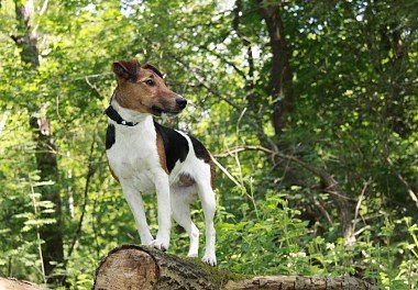 Foxterrier