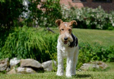 Foxterrier