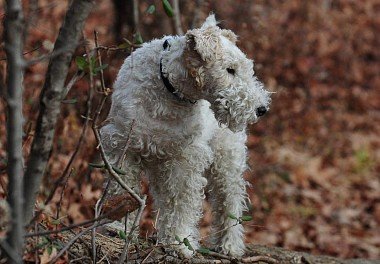 Foxterrier