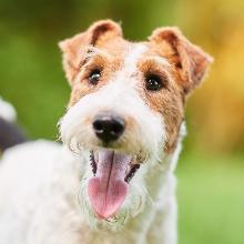 Fox Terrier