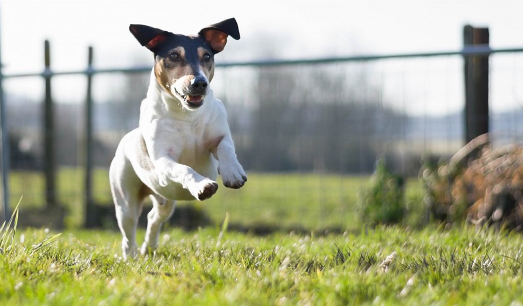 Foxterrier