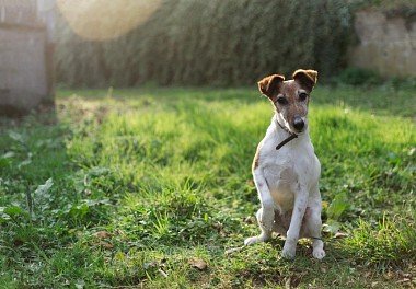 Foxterrier