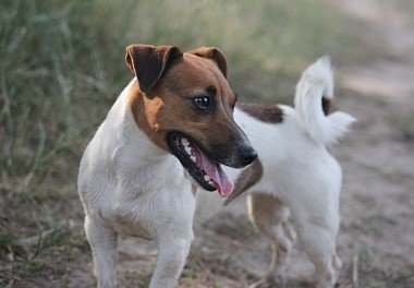 Foxterrier