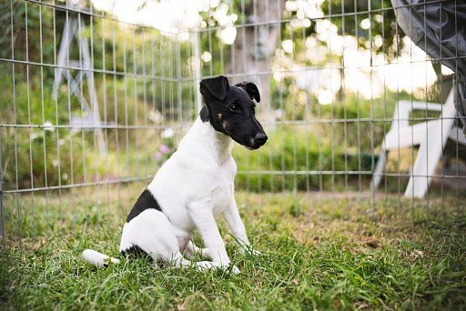 Smooth-haired Foxterrier