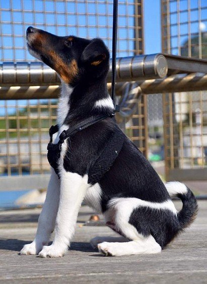 Foxterrier Puppy