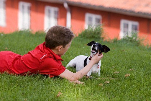 Foxterrier with baby