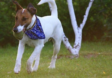 Foxterrier