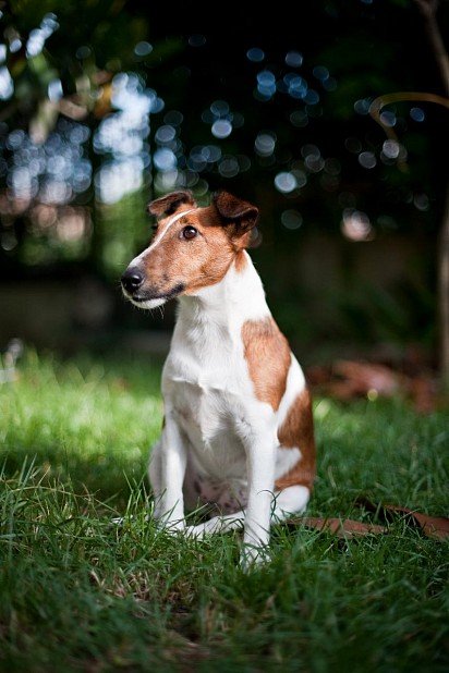 Foxterrier