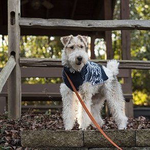 Foxterrier