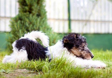 Foxterrier