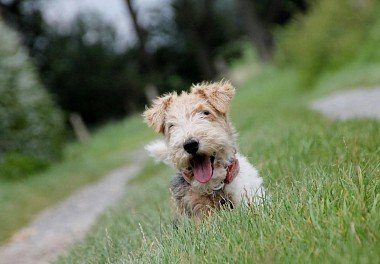 Foxterrier