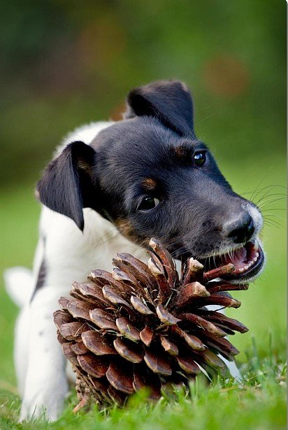 A foxterrier puppy is chewing on a lump