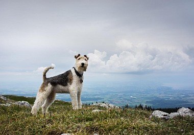 Foxterrier