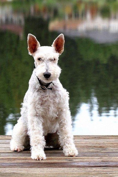 White Foxterrier