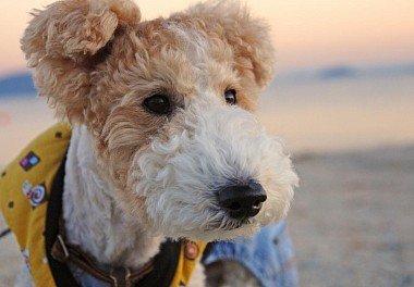 Foxterrier