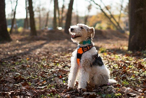 Rough-haired Foxterrier