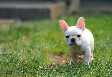 French Bulldog