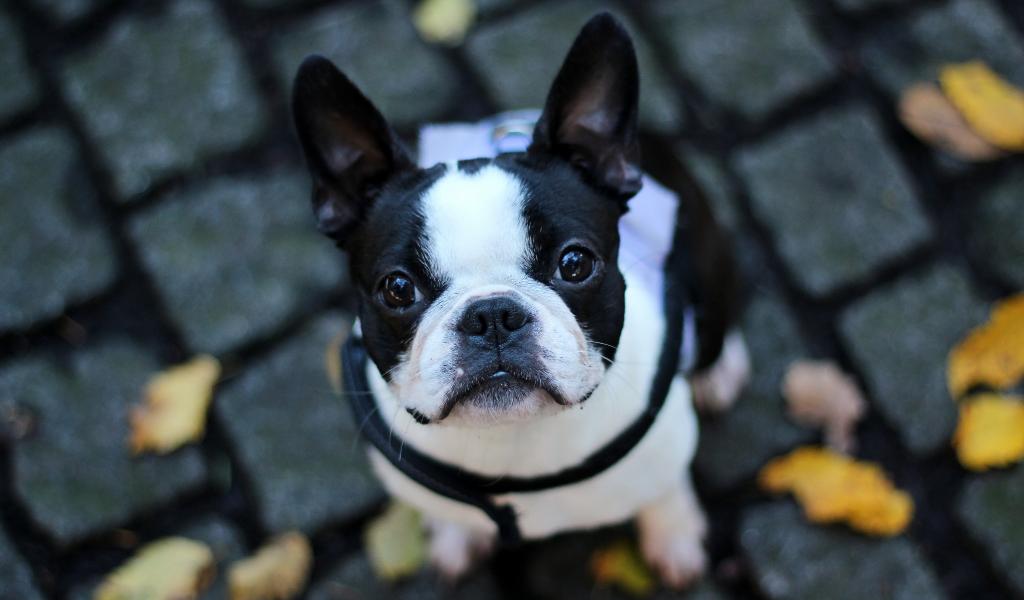 French Bulldog