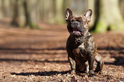 Tiger-colored French Bulldog