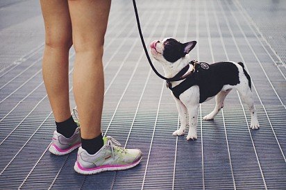 French Bulldog on leash