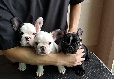 French Bulldog