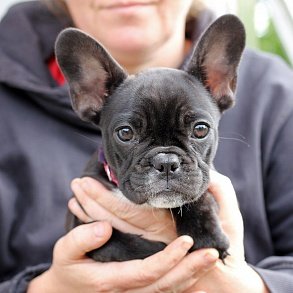 French Bulldog