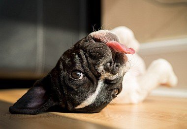 French Bulldog