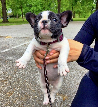 French Bulldog Puppy