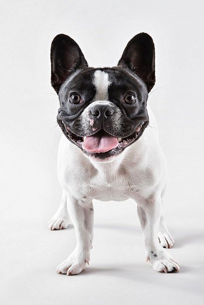 French Bulldog