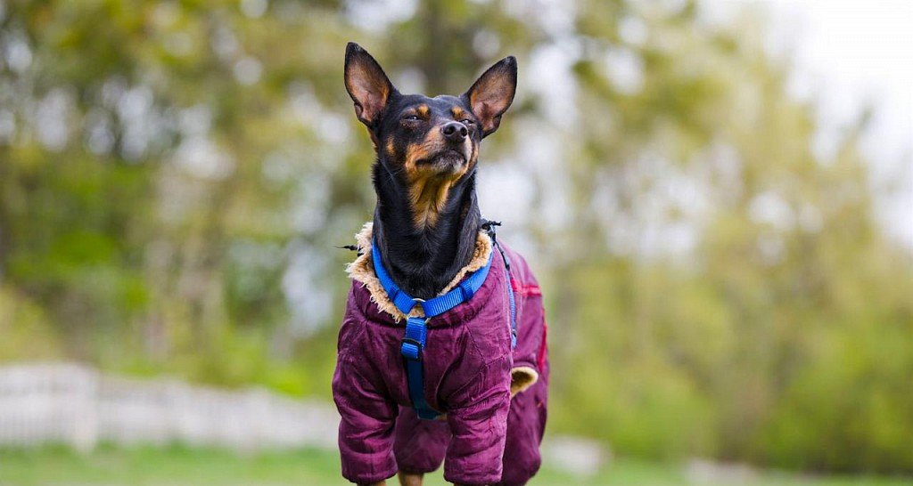 Miniature pinscher in a warm jacket