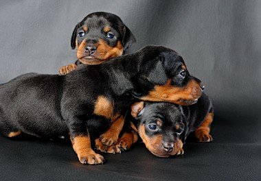 Zwergpinscher