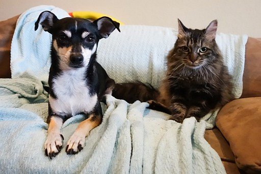 Zwergpinscher with cat