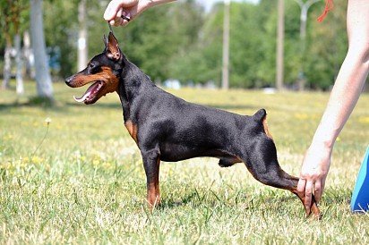 Miniature Pinscher in Profile