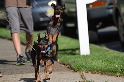 Walking a Zwergpinscher