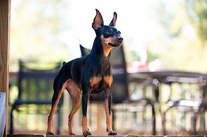 Miniature black-popper colored pinscher