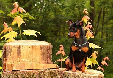 Zwergpinscher