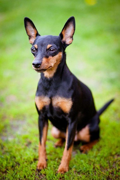 Dwarf Pinscher