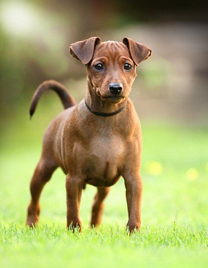 Deer-colored Zwergpinscher