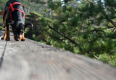 Zwergpinscher