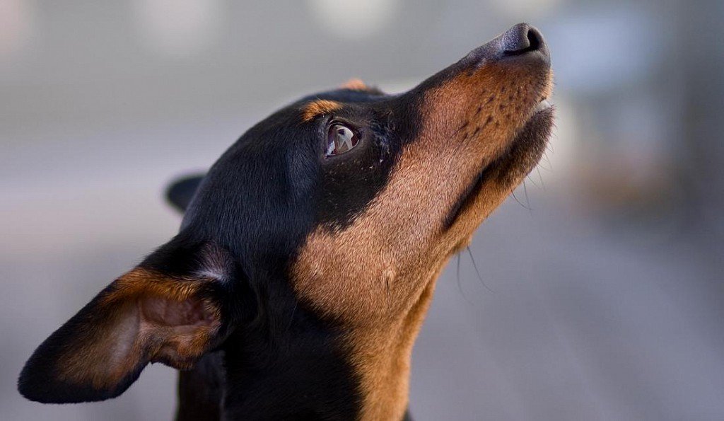 Miniature Pinscher Muzzle