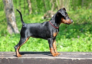 Zwergpinscher