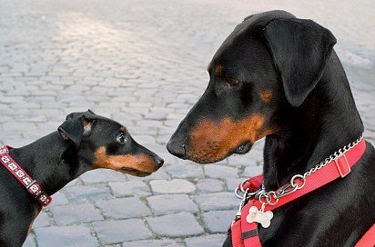 Zwergpinscher with Doberman