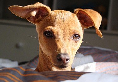 Zwergpinscher